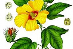 Plant-Illustration-of-Barbados-cotton