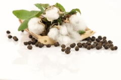 Seeds-of-Barbados-cotton