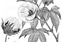 Sketch-of-Barbados-cotton