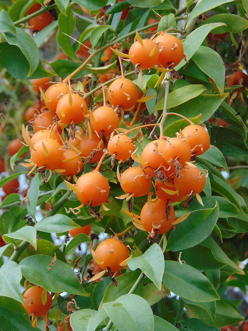 Mature-fruits-of-Barbados-gooseberry