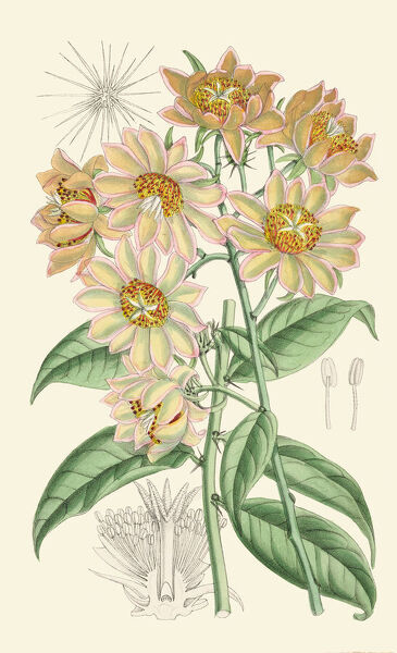 Plant-Illustration-of-Barbados-gooseberry