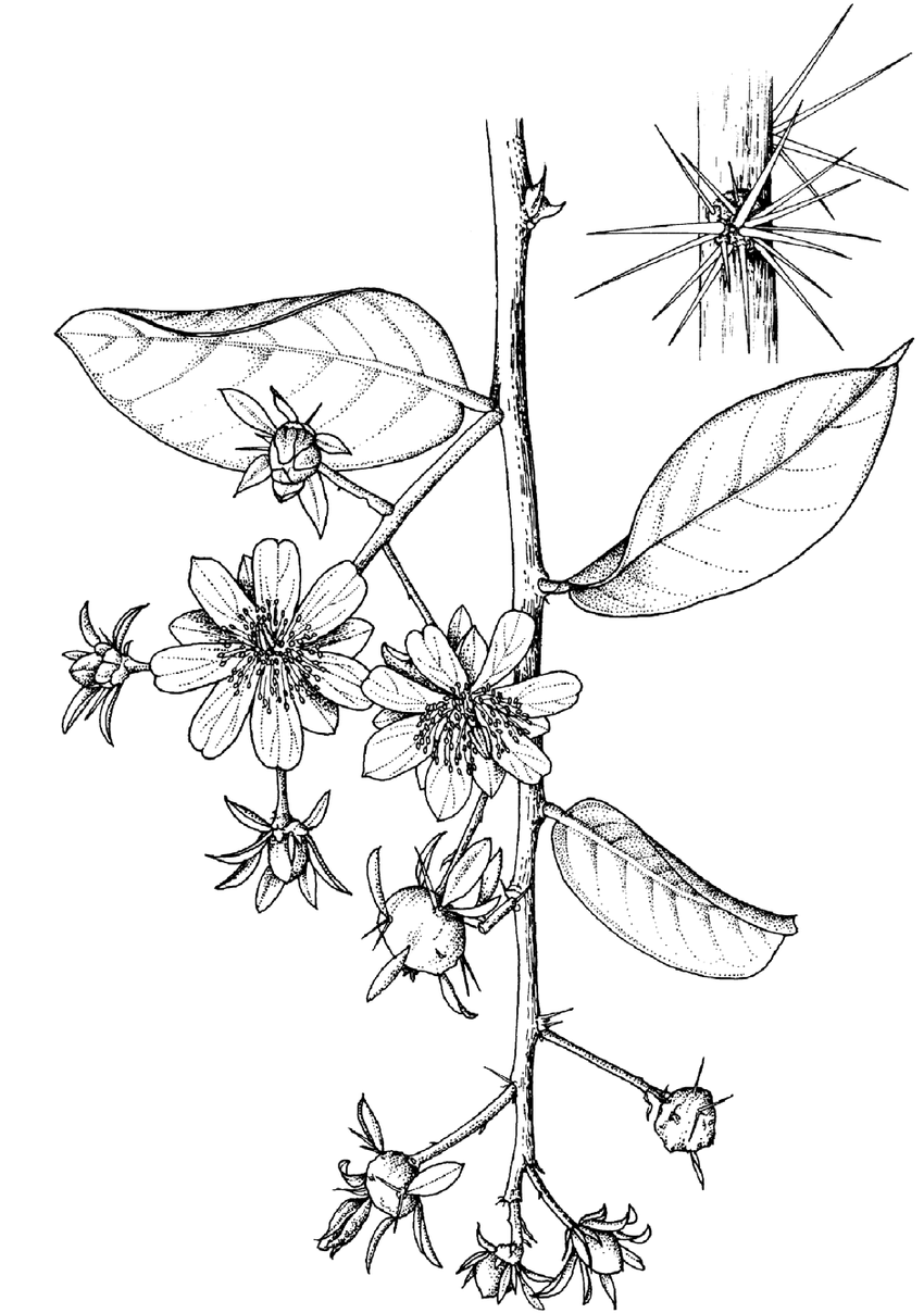 Sketch-of-Barbados-gooseberry