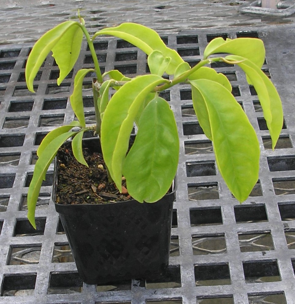 Small-Barbados-gooseberry-plant