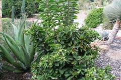 Barbados-gooseberry-plant