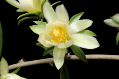 Closer-view-of-flowers-of-Barbados-gooseberry