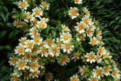 Flowers-of-Barbados-gooseberry