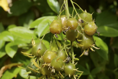 Immature-fruits-of-Barbados-gooseberry