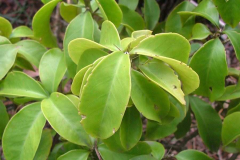 Leaves-of-Barbados-gooseberry