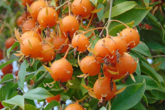 Mature-fruits-of-Barbados-gooseberry