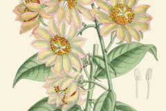 Plant-Illustration-of-Barbados-gooseberry