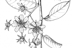Sketch-of-Barbados-gooseberry