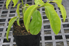 Small-Barbados-gooseberry-plant
