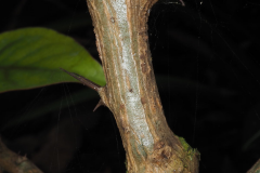 Stem-of-Barbados-gooseberry