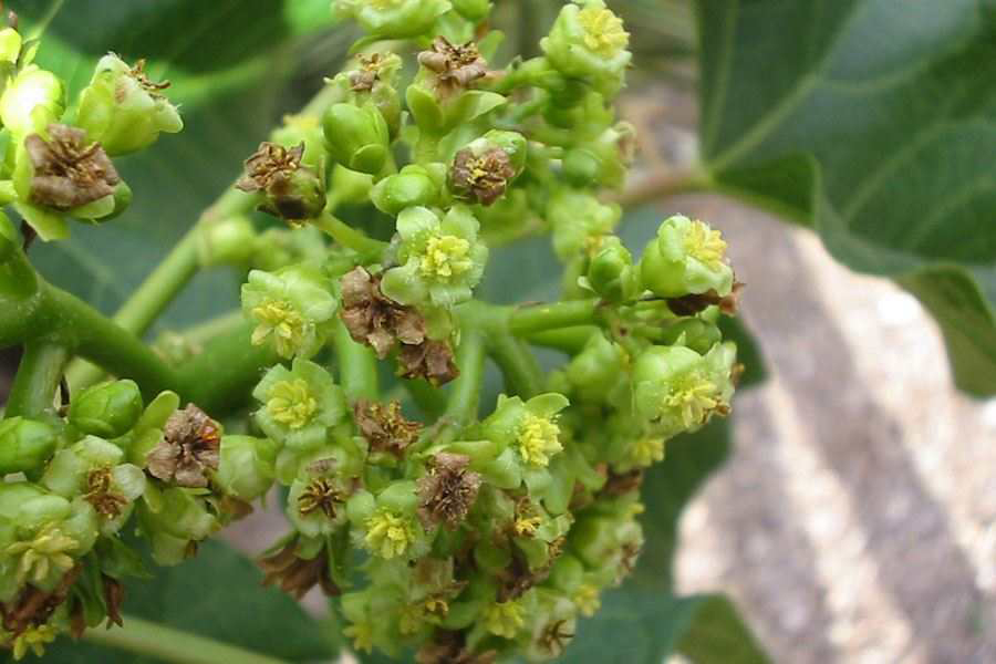 Flower-of-Barbados-nut
