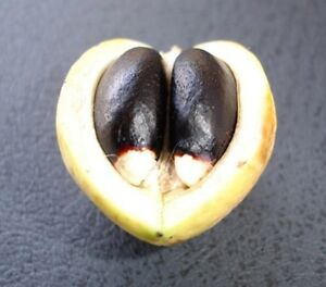 Half-cut-Barbados-nut