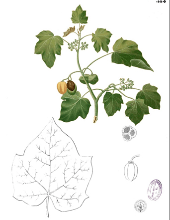 Plant-Illustration-of-Barbados-nut
