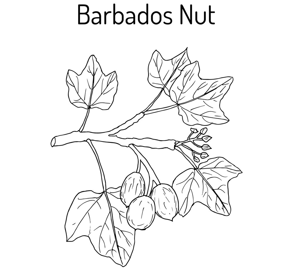Sketch-of-Barbados-nut