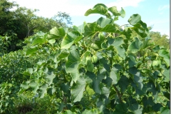 Barbados-nut-Plant-growing-wild