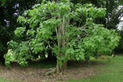 Barbados-nut-plant
