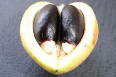 Half-cut-Barbados-nut
