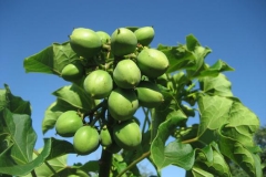 Immature-Barbados-nut-on-the-tree