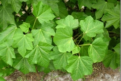 Leaves-of-Barbados-nut