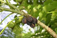 Mature-fruits-on-the-tree