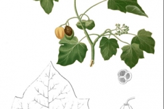 Plant-Illustration-of-Barbados-nut