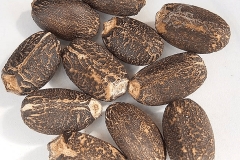 Seeds-of-Barbados-nut