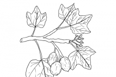 Sketch-of-Barbados-nut