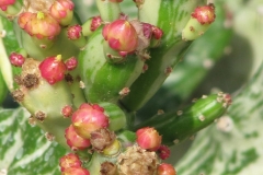 Barbary-fig-flower-buds