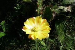 Barbary-fig-flower