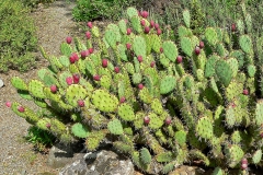 Barbary-fig-plantations