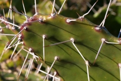 Barbary-fig-thorns