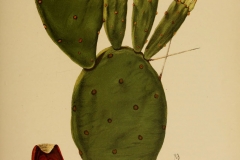 Plant-illustration-of-Barbary-fig