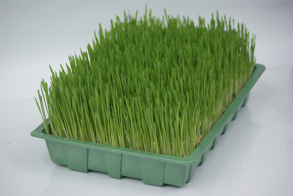 Barley-grass