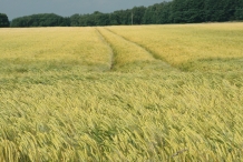 Barley-farm