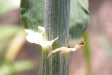 Barley-stem
