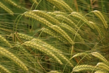 Barley