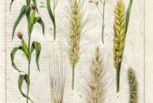 Plant-illustration-of-Barley