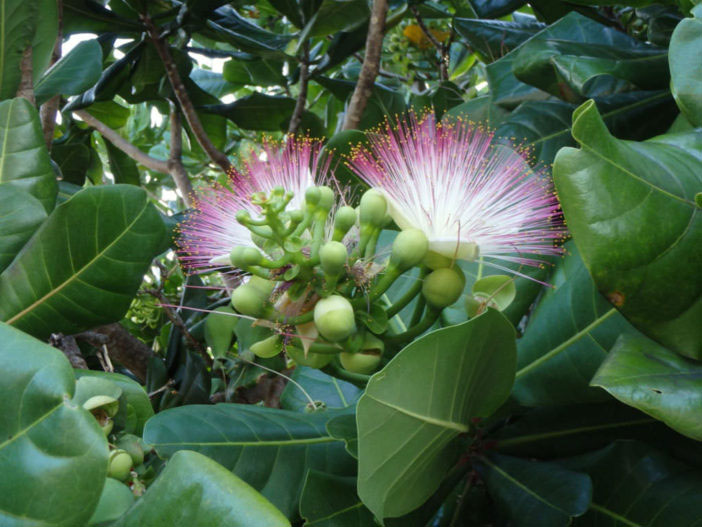 Flower-of-Barringtonia