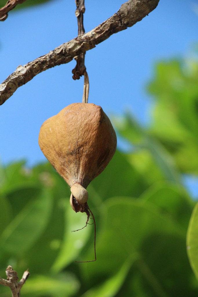 Mature-Barringtonia-fruit-on-the-tree