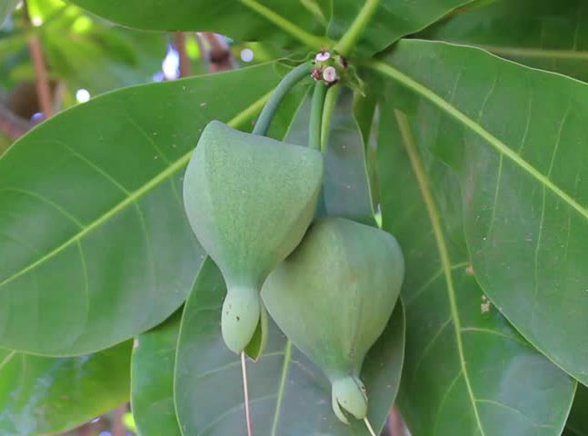 Unripe-Barringtonia-fruit-on-the-tree