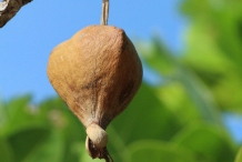 Mature-Barringtonia-fruit-on-the-tree
