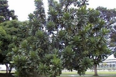 Barringtonia-plant