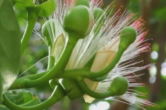 Flower-and-flowering-buds-of-Barringtonia