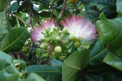 Flower-of-Barringtonia