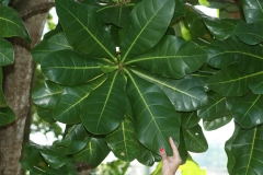 Leaves-of-Barringtonia