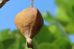Mature-Barringtonia-fruit-on-the-tree