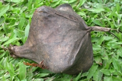Mature-Barringtonia-fruit